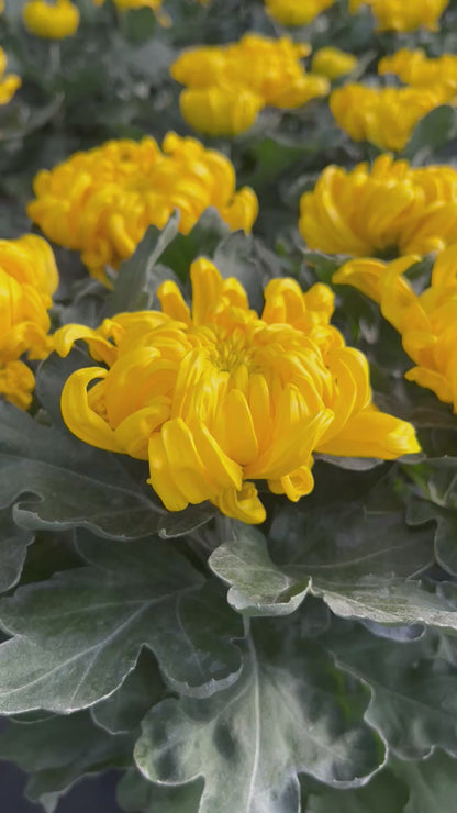 Chrysanthème 5 têtes