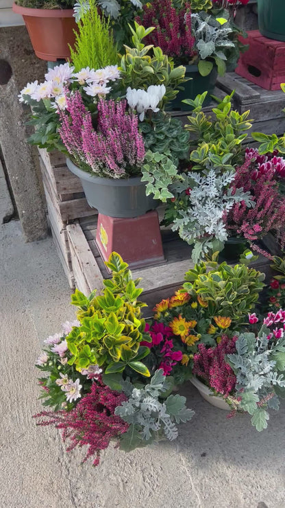 Compositions florales en terre avec Chrysanthème